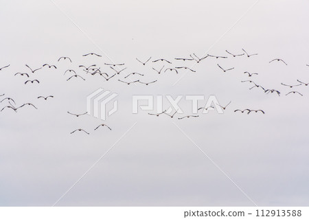 Flying cranes flock against blue sky 112913588