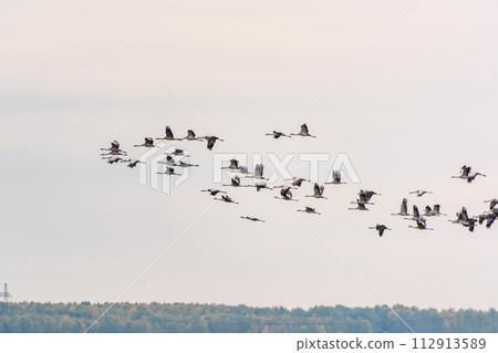 Flying cranes flock against blue sky Flying cranes flock against blue sky 112913589