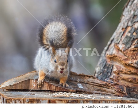 A squirrel sits on a stump and eats nuts in autumn. 112913603