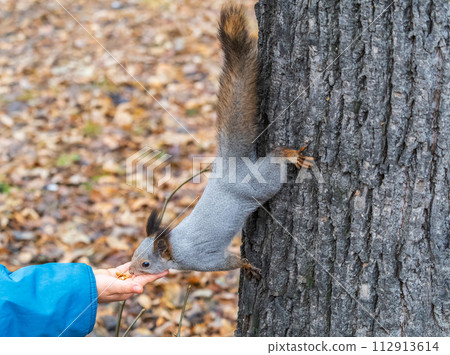 A squirrel in the autumn eats nuts from a human hand. Eurasian red squirrel, Sciurus vulgaris 112913614