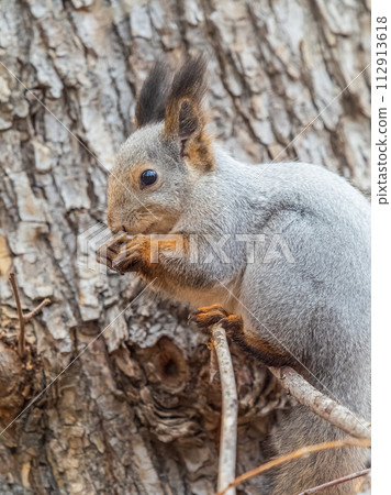 The squirrel with nut sits on tree in the autumn. Eurasian red squirrel, Sciurus vulgaris. 112913618