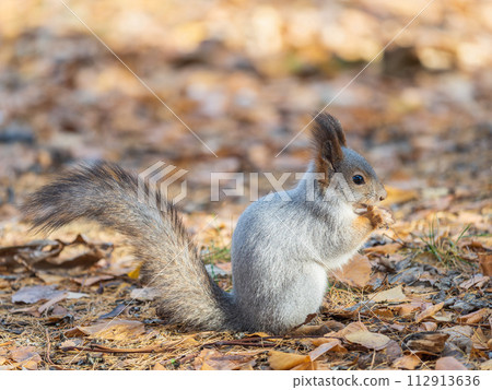 Autumn squirrel with nut sits on green grass with fallen yellow leaves 112913636