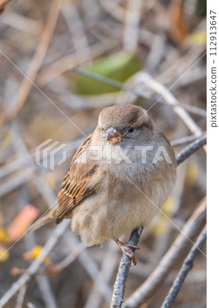 Sparrow sits on a branch without leaves. 112913647