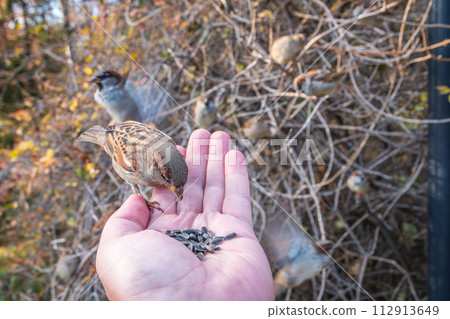 Sparrow eats seeds from a man's hand 112913649