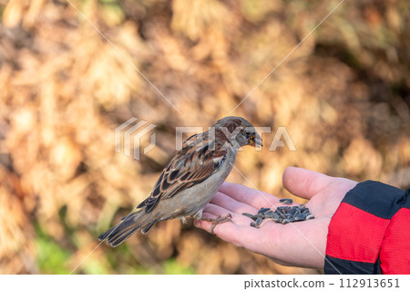 Sparrow eats seeds from a man's hand Sparrow eats seeds from a man's hand 112913651