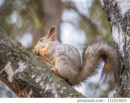 The squirrel with nut sits on tree in the autumn. Eurasian red squirrel, Sciurus vulgaris. 112913653