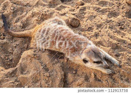 Meerkat suricatta family wildlife picture. 112913738