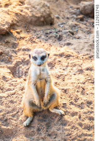 Meerkat, Suricata suricatta, on hind legs. Portrait of meerkat standing on hind legs with alert expression. Portrait of a funny meerkat sitting on its hind legs. Meerkat, Suricata suricatta, on hind legs. Portrait of meerkat standing on hind legs with alert expression. Portrait of a funny meerkat sitting on its hind legs. 112913748