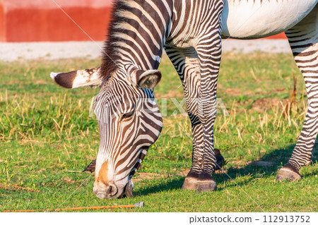 Grevy's zebra, lat Equus grevyi, also known as the imperial zebra eats green grass. Grevy's zebra, lat Equus grevyi, also known as the imperial zebra eats green grass. 112913752