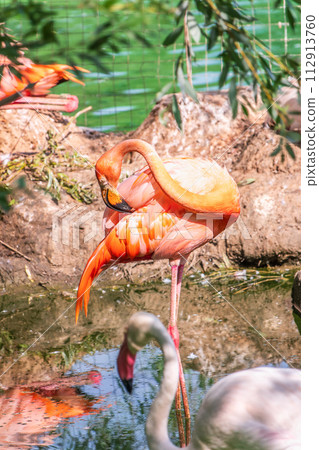The greater flamingo, Phoenicopterus roseus, standing in water on lake shore. The greater flamingo, Phoenicopterus roseus, standing in water on lake shore. 112913760