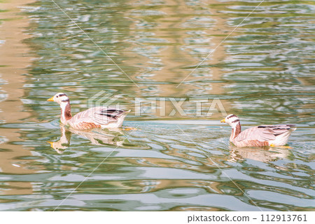 Two Bar headed gooses swimming in a lake. Two Bar headed gooses swimming in a lake. 112913761