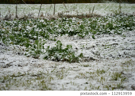 耐寒雪地裡的蔬菜 112913959