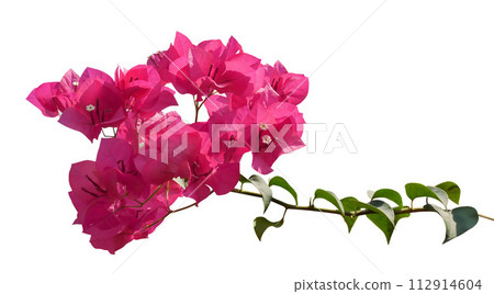 Pink Bougainvillea flower on white background. 112914604