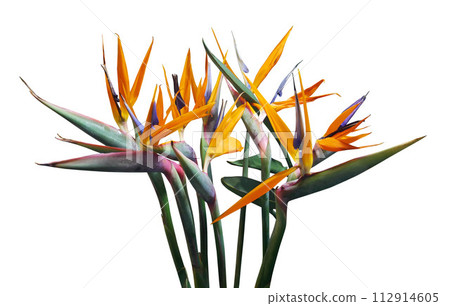 Bird of paradise flower isolated on white background Bird of paradise flower isolated on white background 112914605