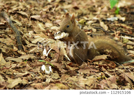 Squirrel in the summer forest eating white mushrooms 112915106