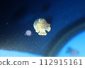小水母 112915161