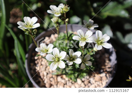 White flowers of potted spider magnum 112915167