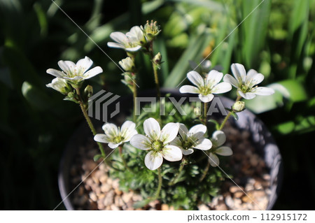 Potted white spider lily Potted white spider lily 112915172