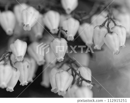 Flowering of Ericaceae Flowering of Ericaceae 112915251