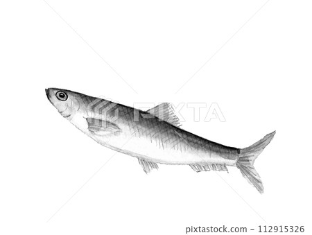 Hand-drawn monochrome illustration of one herring (spring fish) painted in watercolor White background Transparent background Copy space 112915326