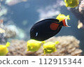 黑魚 112915344