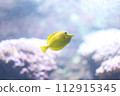 黃色的魚 112915345