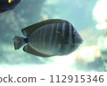 鱈魚圖案魚 112915346