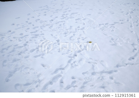 雪地裡有許多腳印 雪地裡有許多腳印 112915361