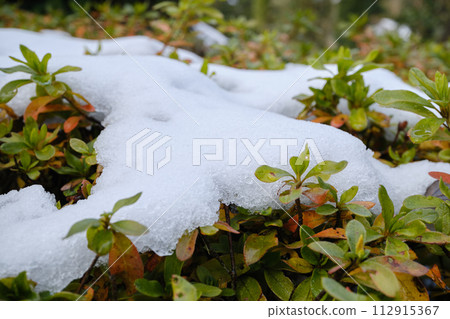 Close-up of snow on plant leaves Close-up of snow on plant leaves 112915367