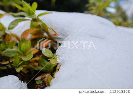 植物上的冷雪 植物上的冷雪 112915368