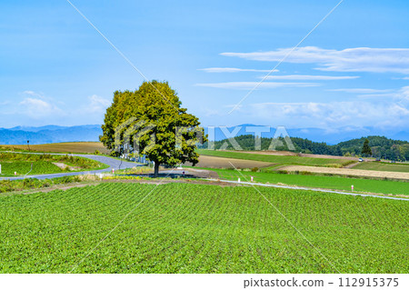 Hokkaido Biei Hill ~Seven Star Tree~ Hokkaido Biei Hill ~Seven Star Tree~ 112915375