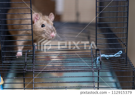 Domestic rat in a cage holds food with its paws and eats. A rodent with whiskers, a tail, and whitefooted mice is sitting in a cage, gazing out the window. It may be a pet or a pest like packrats Domestic rat in a cage holds food with its paws and eats. A rodent with whiskers, a tail, and whitefooted mice is sitting in a cage, gazing out the window. It may be a pet or a pest like packrats 112915379