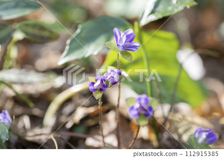 Snowgrass花 112915385