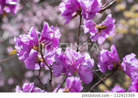 杜鵑花的花 杜鵑花的花 112915389