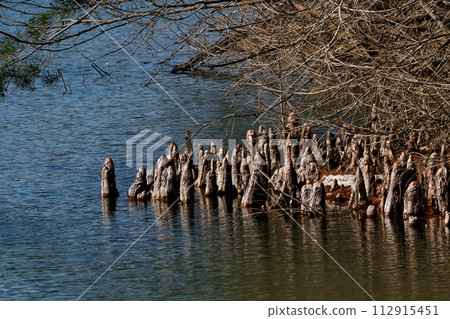 Forest park pond scenery 112915451