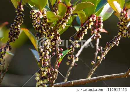 White flowers of Hisakaki, a small evergreen tree of the Moroccanaceae family 112915453