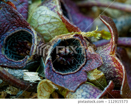 Zenibasacinaceae 的紫色花朵 112915573