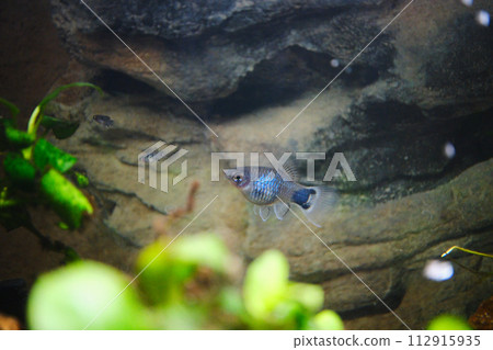 Mickey Mouse Platy parent and child 112915935