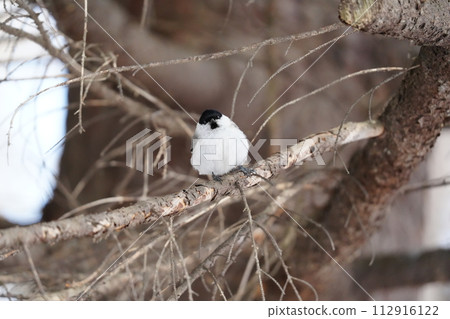 Hashibetogara perching on a tree branch 112916122