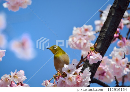 櫻花和mezzo 112916164