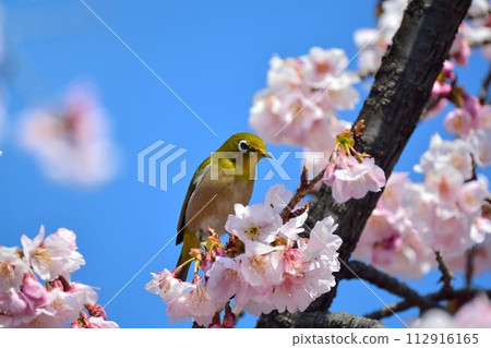 櫻花和mezzo 112916165