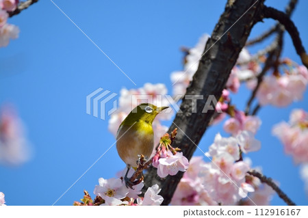 櫻花和mezzo 112916167