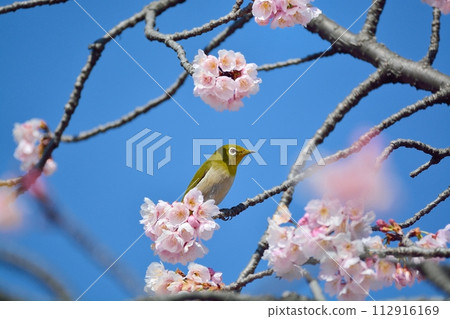 櫻花和mezzo 112916169