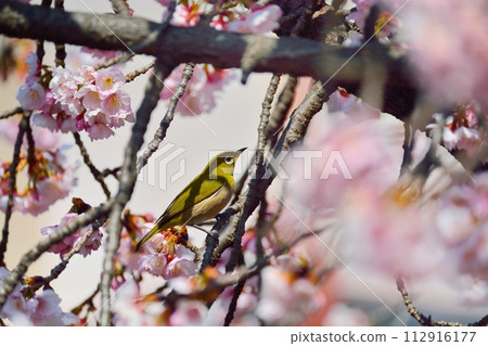Sakura and mezzo Sakura and mezzo 112916177