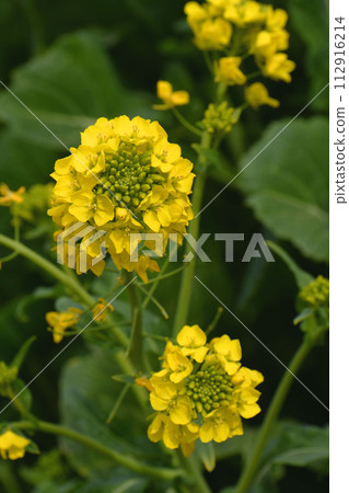 強姦開花 強姦開花 112916214