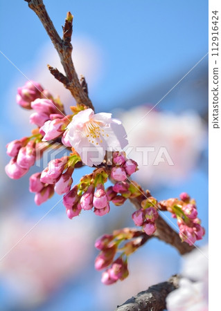  櫻花和藍天 112916424
