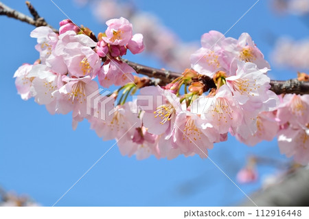 櫻花和藍天 櫻花和藍天 112916448