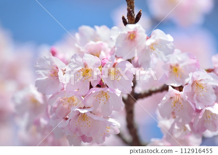  櫻花和藍天 112916455