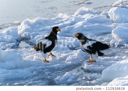 Sunrise and drift ice from Kunashir Island 112916616