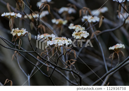 Spring flowers: Flowering of Viburnum oleracea Spring flowers: Flowering of Viburnum oleracea 112916738